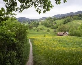 Rheintaler Höhenweg Teil 3 (****/T2) MIT Anmeldung