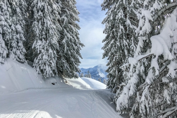 Dans le bois enchanté sous l’Ortstock (GL)