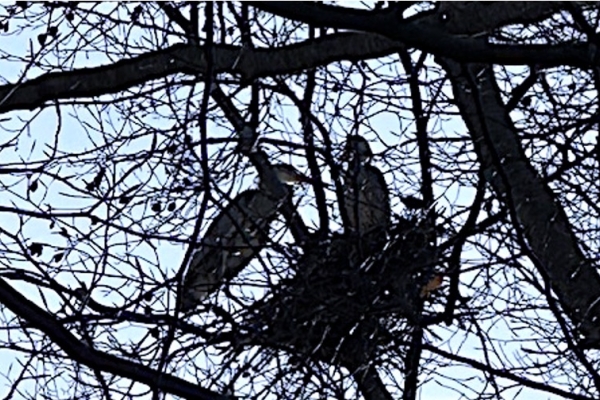 12. Auried : observation des oiseaux