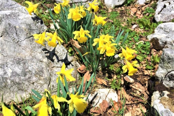Frühlingswanderung - durch die Osterglocken im Bieler Jura