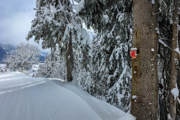 Dans le bois enchanté sous l’Ortstock (GL)