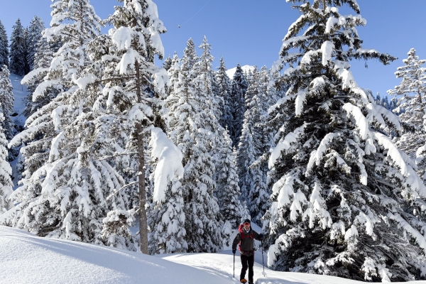 Leichte Schneeschuhwanderung durchs Wildschutzgebiet