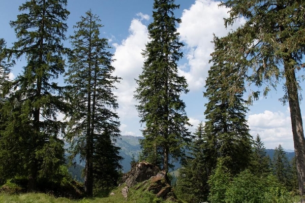 Von der Bannalp zum Haldigrat