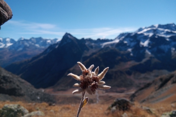 Alp Muntatsch – hoch über dem Oberengadin