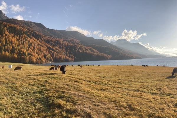 Seenwanderung mit leuchtenden Lärchen