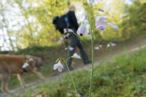 Frühling neben den Flüssen 