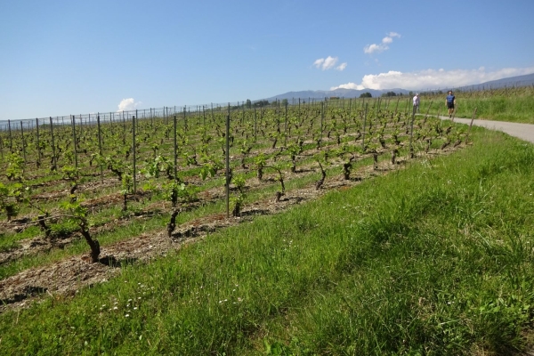 Nature sauvage, nature cultivée