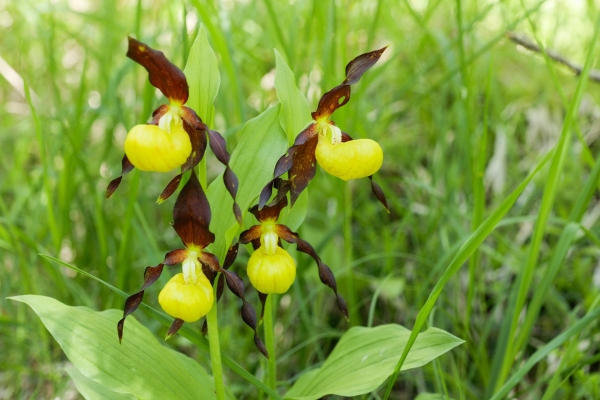 Des orchidées sur le chemin du Wildspitz