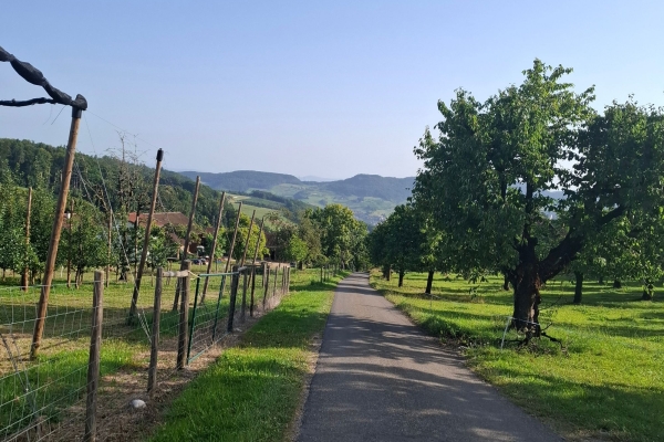 Durch die Obstgärten auf dem Zunzgerberg