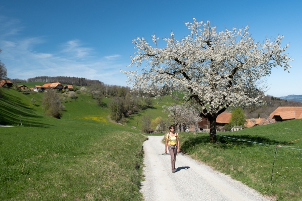 Sur le chemin panoramique du Gürbetal