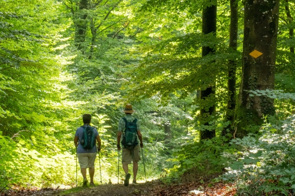 Les reptiles de la vallée de Schenkenberg