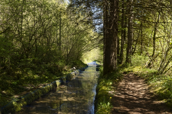 La mousse, reine des gorges de l’Orbe