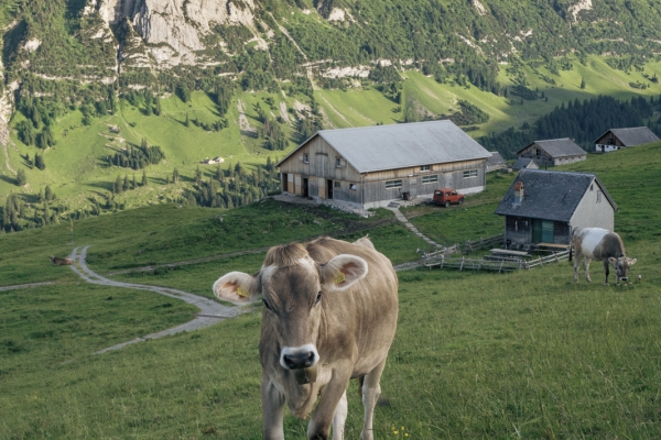 Blumenpracht und Rundsicht im Alpstein