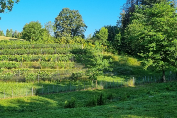 I vigneti del Mendrisiotto: una buona ripartenza primaverile