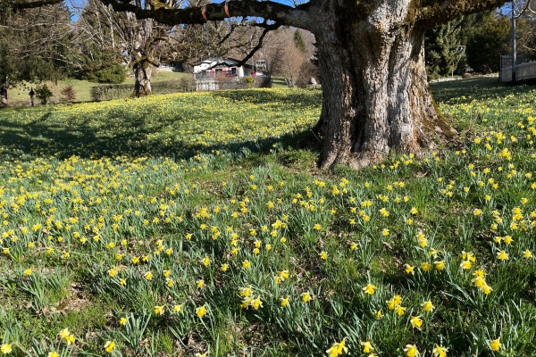 Frühlingswanderung - durch die Osterglocken im Bieler Jura