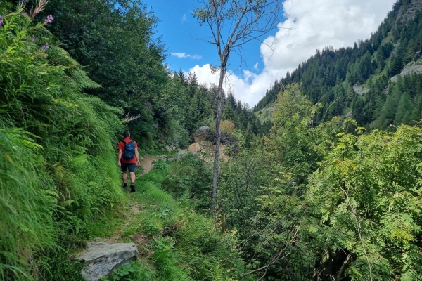 Blühende Alpwiesen und Hochmoore am Lukmanier