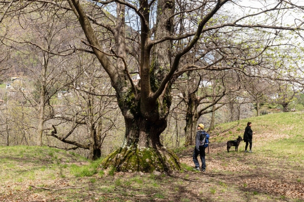 Durch Tessiner Dörfer und Kastanienwälder