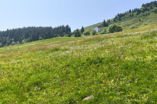 Sur le flanc du «Rigi des Grisons»