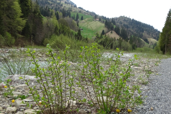 Il paesaggio golenale nella valle dell’Entschlige