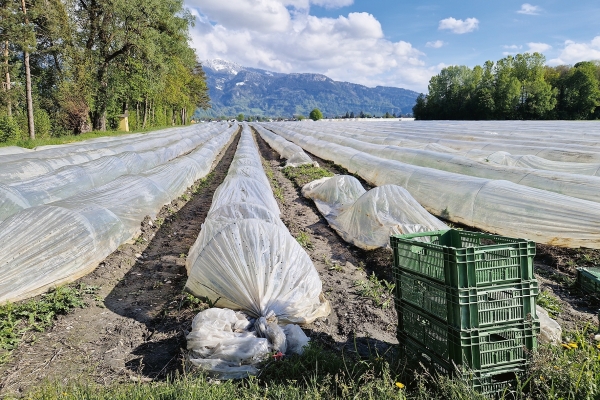 Der Weg der Spargelstecher
