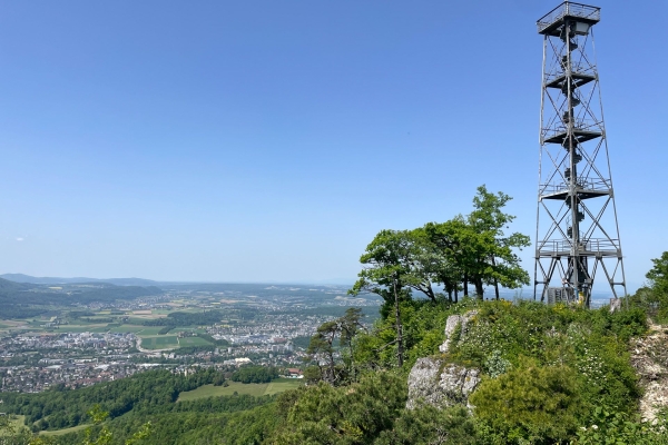 Cerisiers en fleurs près de Gempen