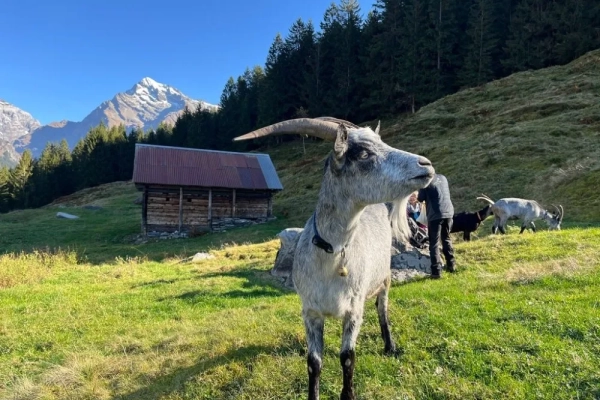 Unterwegs mit Ziegen im Maderanertal
