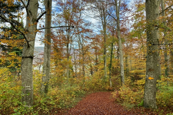Durch die Twannbachschlucht am Bielersee