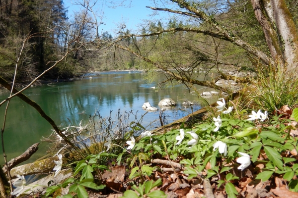 Le long de la Reuss sauvage