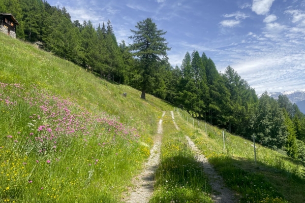 Auf Wespensuche an der Südrampe