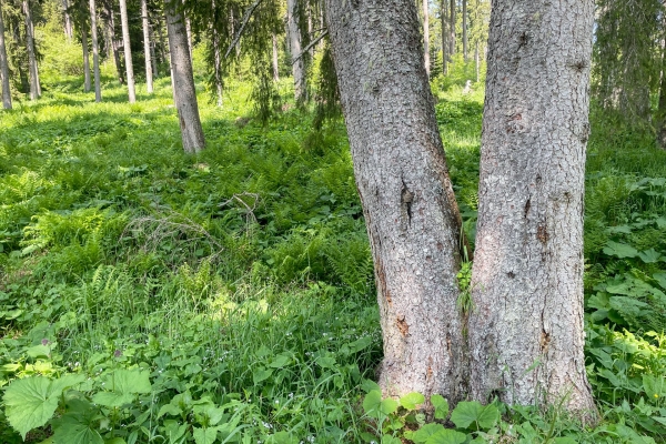 Sur le flanc du «Rigi des Grisons»