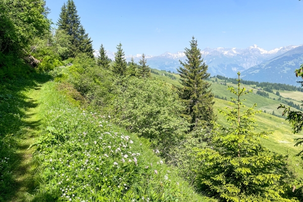 Sur le flanc du «Rigi des Grisons»