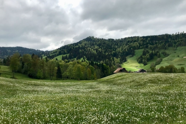 Vom Ägerisee hinauf zu den Hochmooren