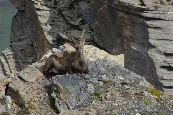 Rundwanderung vom Haldigrat zum Brisenhaus