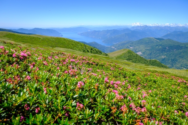 Selves de châtaigniers et crête dans le Malcantone
