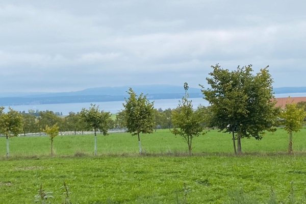 Spätsommer am Bodensee