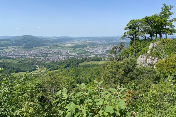 «Chriesibluescht» nahe des Gempen