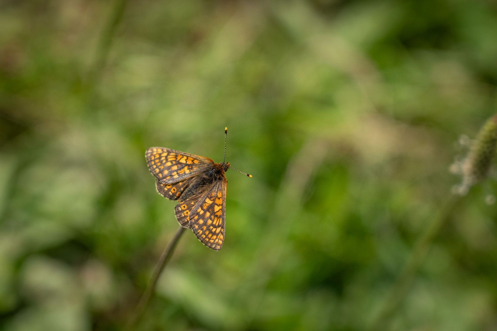 Insektenwanderung_Buchli_Fotografie_-120507