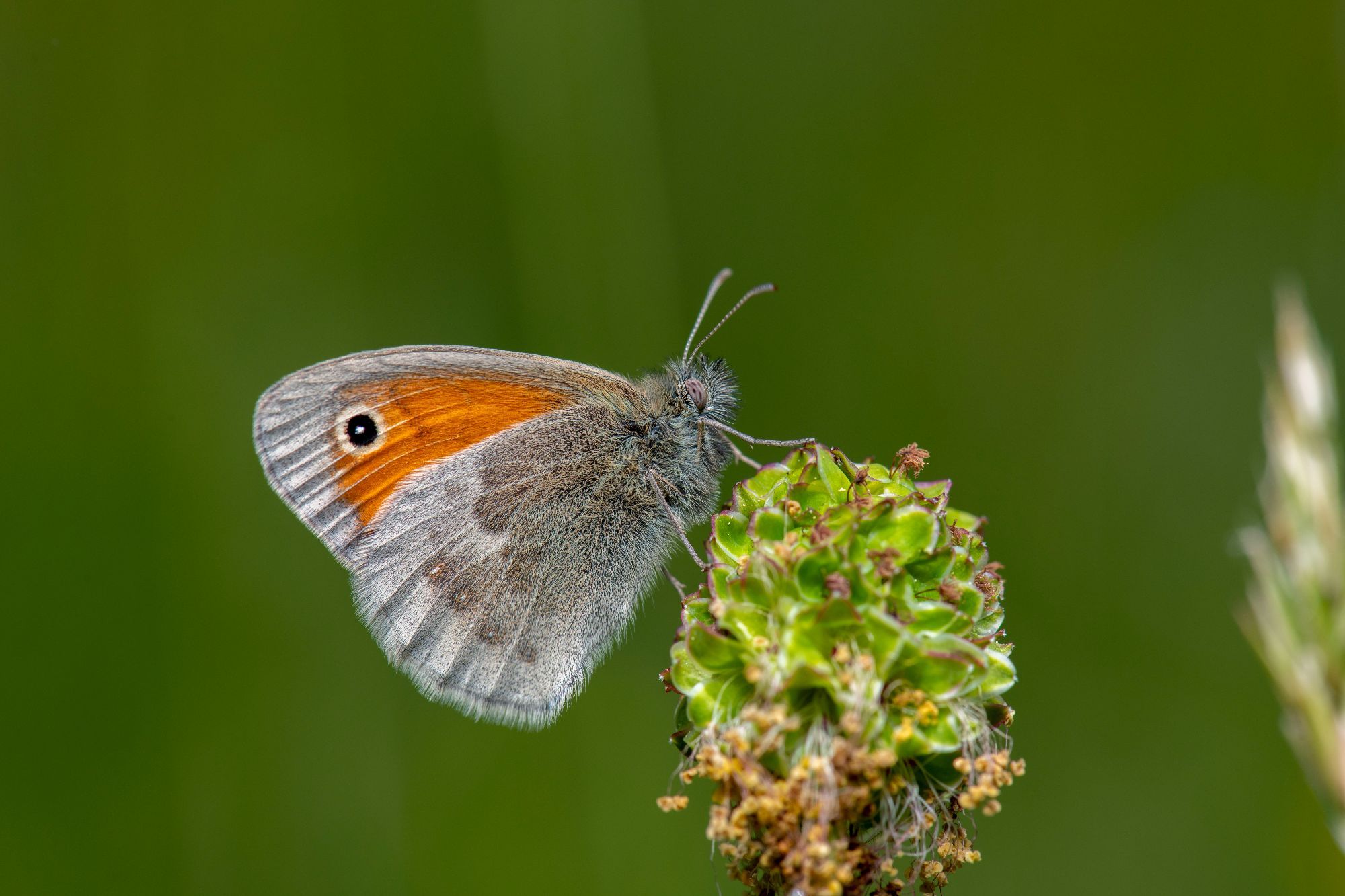 Kleines_Wiesenvögelchen_Albrecht_LR_56560