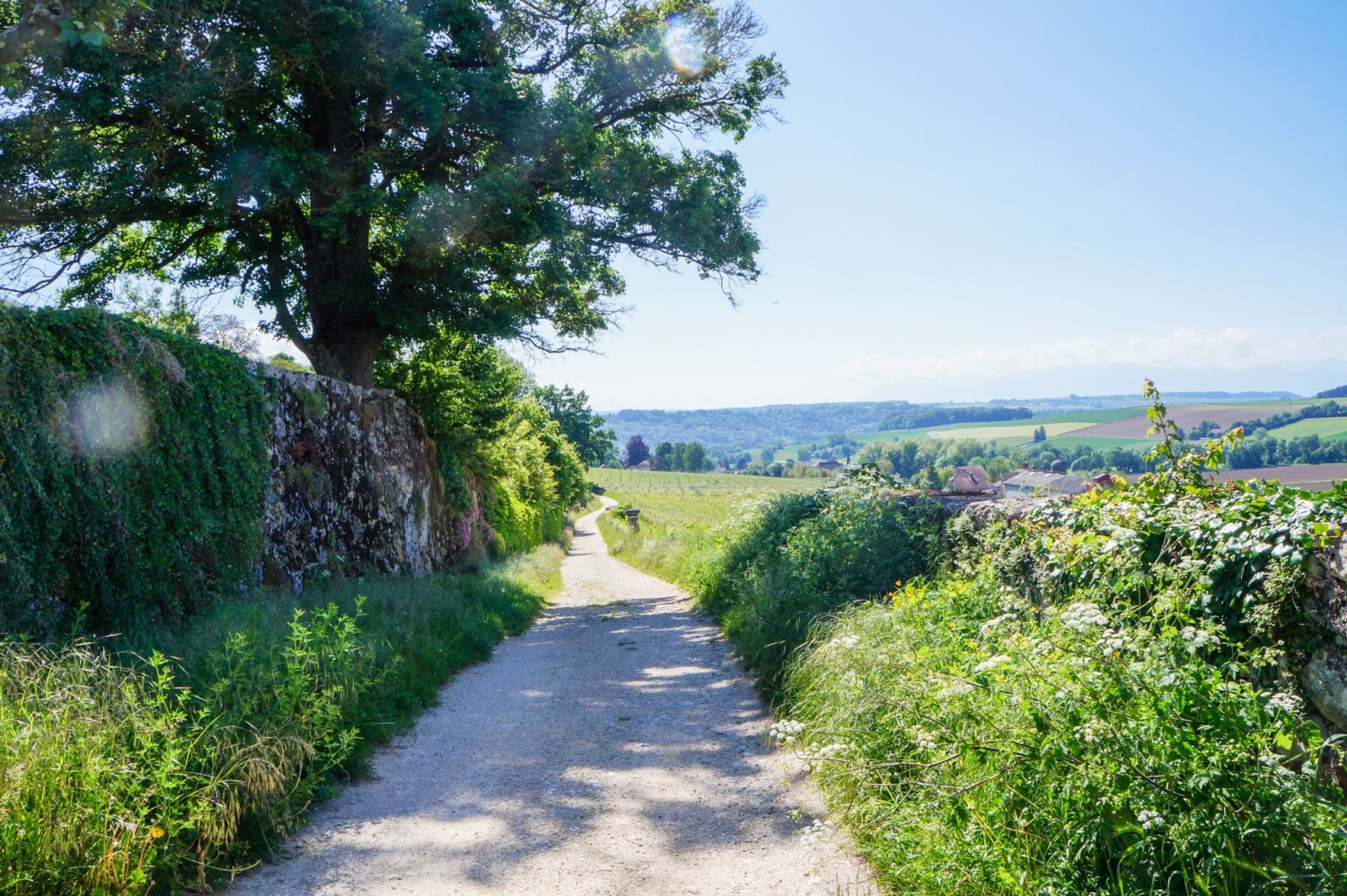 Der Chemin des Vignes verbindet La Sarraz mit dem Dorf Eclépens.
