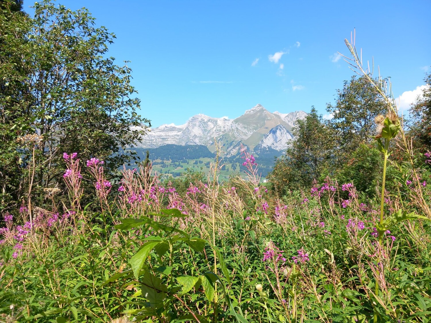 Flore alpine colorée avec vue sur le Säntis: un paysage idyllique du Toggenbourg