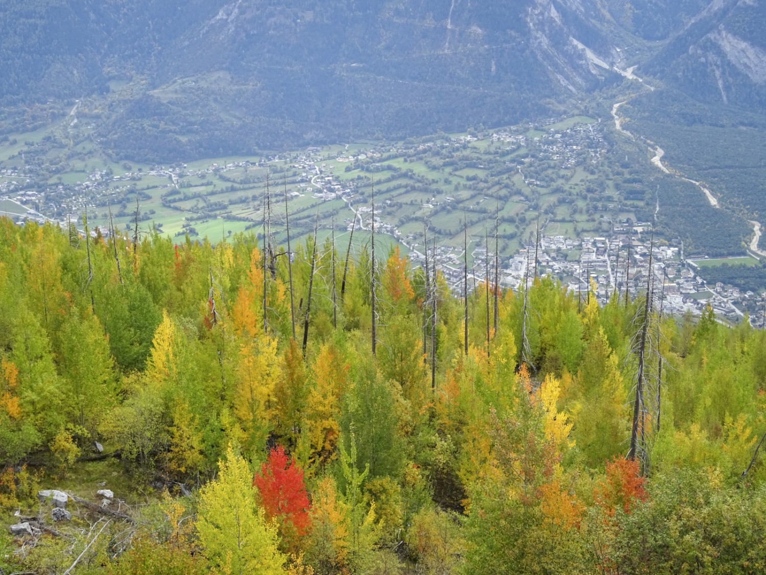 En automne, les trembles se parent de couleurs très intenses. Photo: Sabine Joss