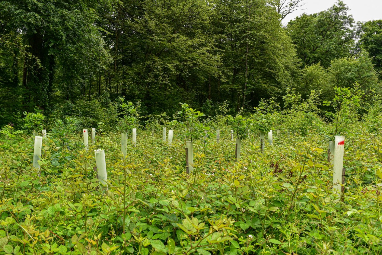 Teile des Hardwalds wurden mit wärmeliebenden Baumarten aufgeforstet.
