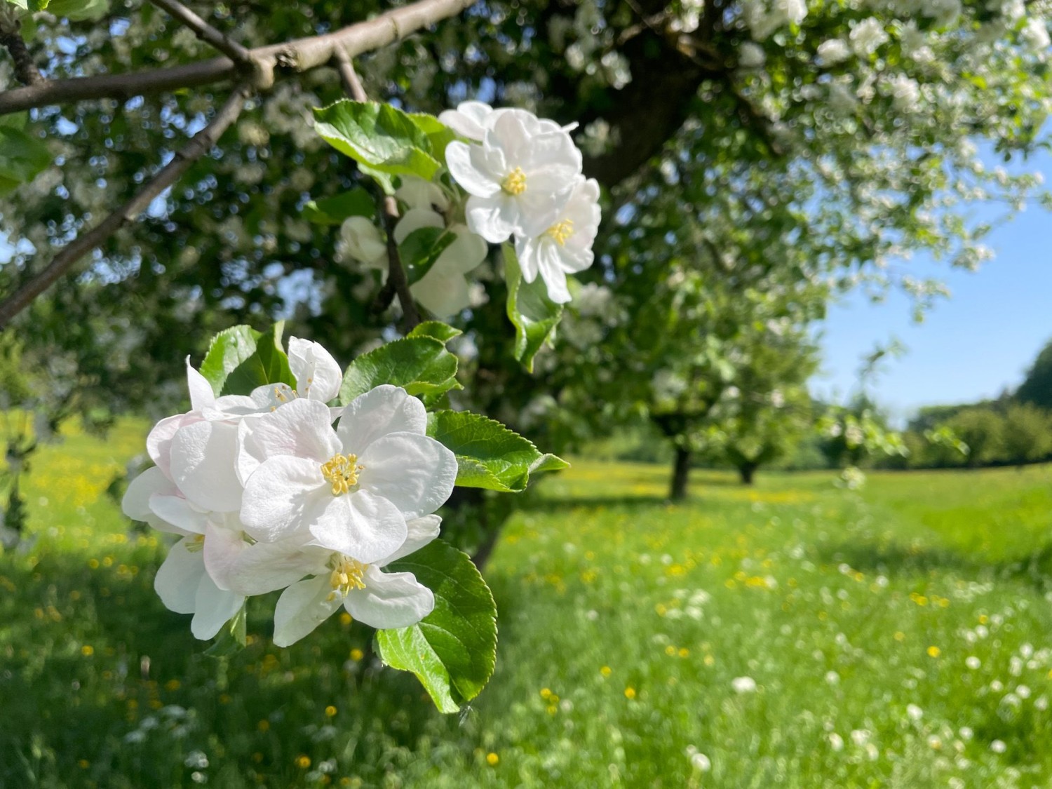 Un arbre fruitier à floraison tardive au Schönmatt