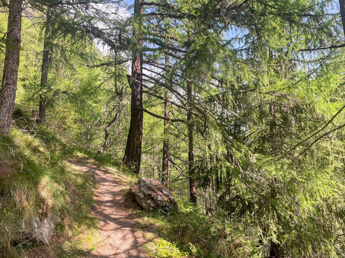 Im ersten Abschnitt geht es auf weichen Waldpfaden aufwärts.