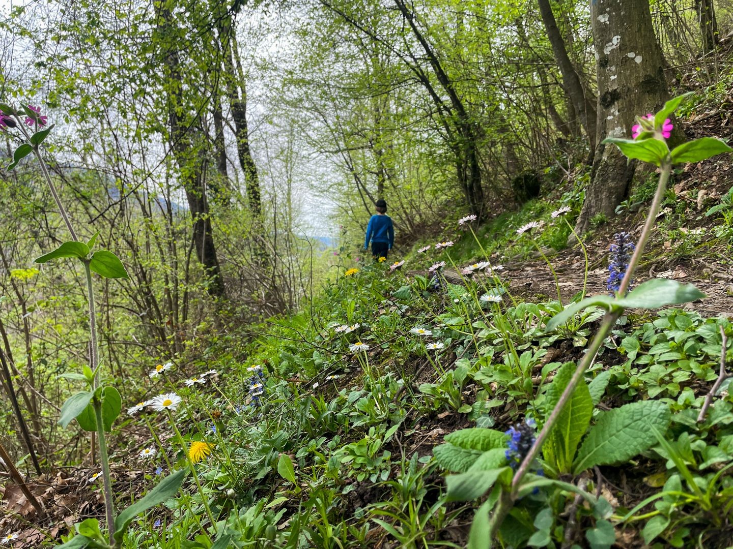 In Valle di Muggio il paesaggio diventa sempre più verde.