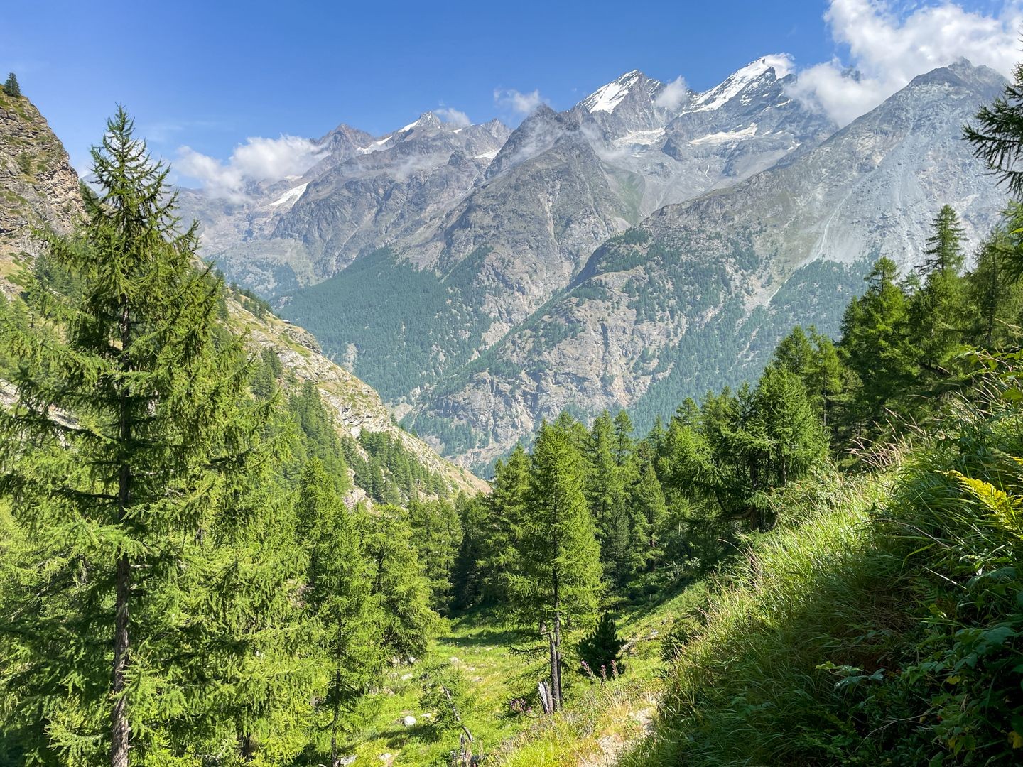 Der Abstieg erfolgt durch lichten Wald.