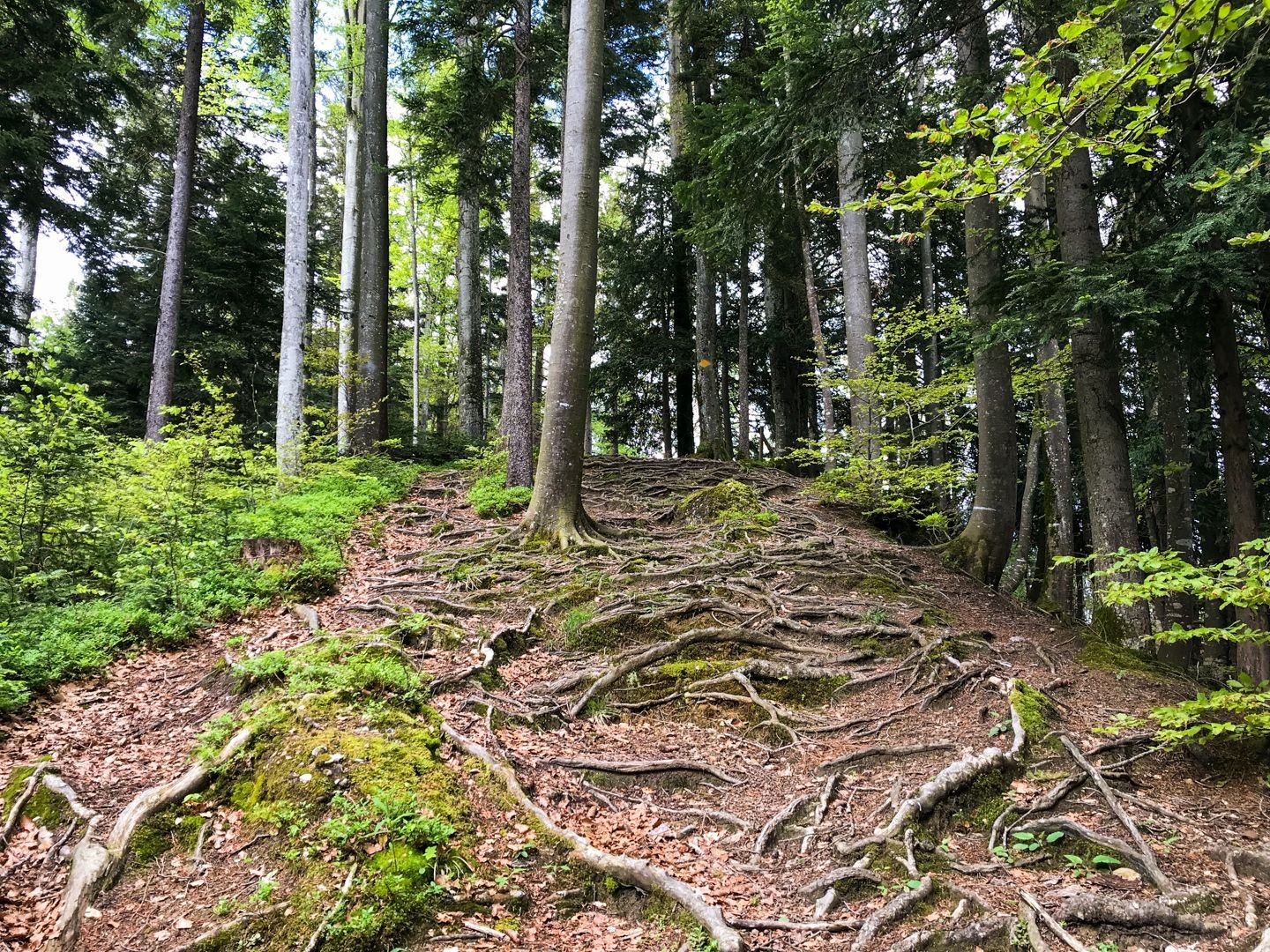 Auf Wurzelwegen geht es stetig den Berg hinauf.