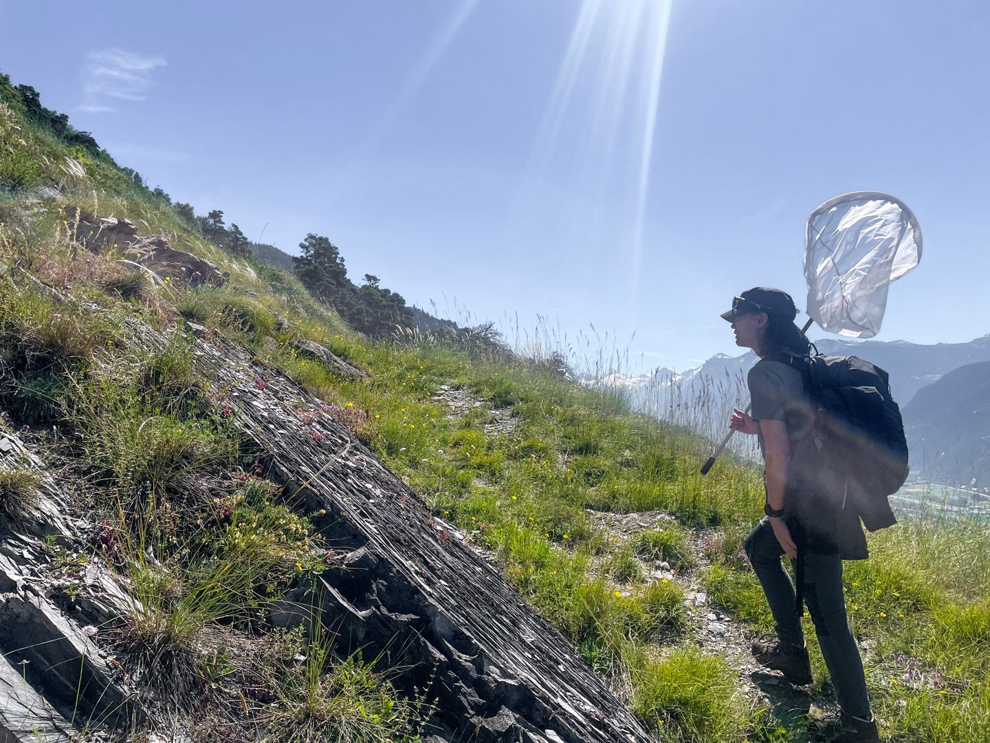 Insekten lieben die Felsen am Wegrand, um die Wärme der Sonne zu tanken.
