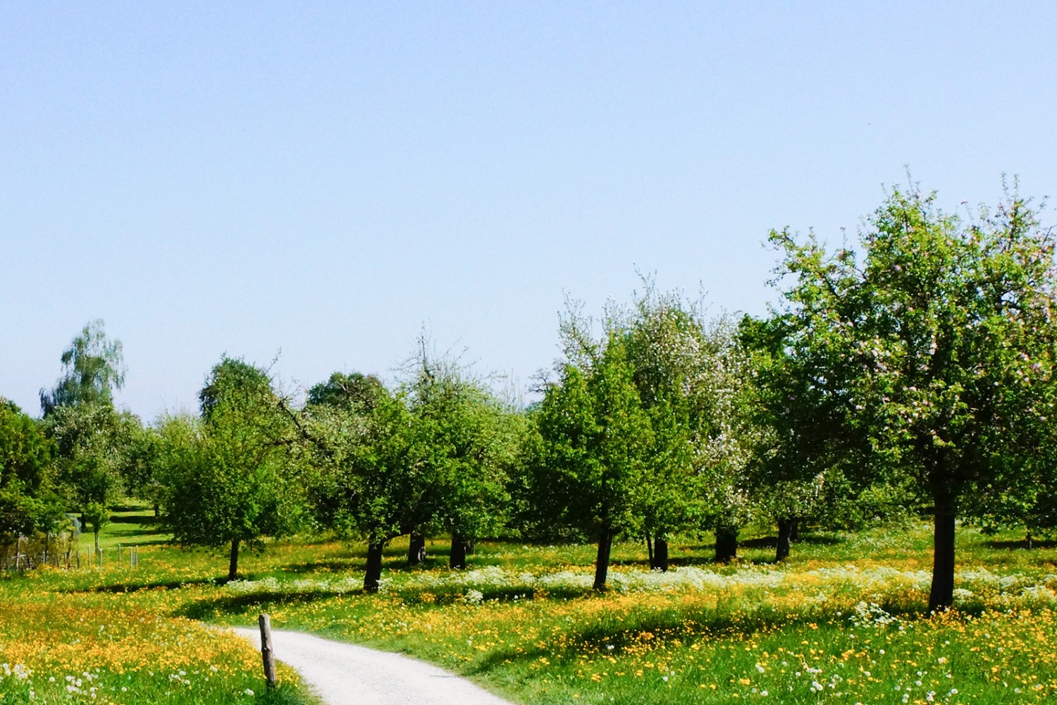 Kaum aus dem Dorf Mörschwil, schon auf dem Land: Blumenwiesen und Obstbäume, so weit das Auge reicht.
Bild: Vanessa Fricker