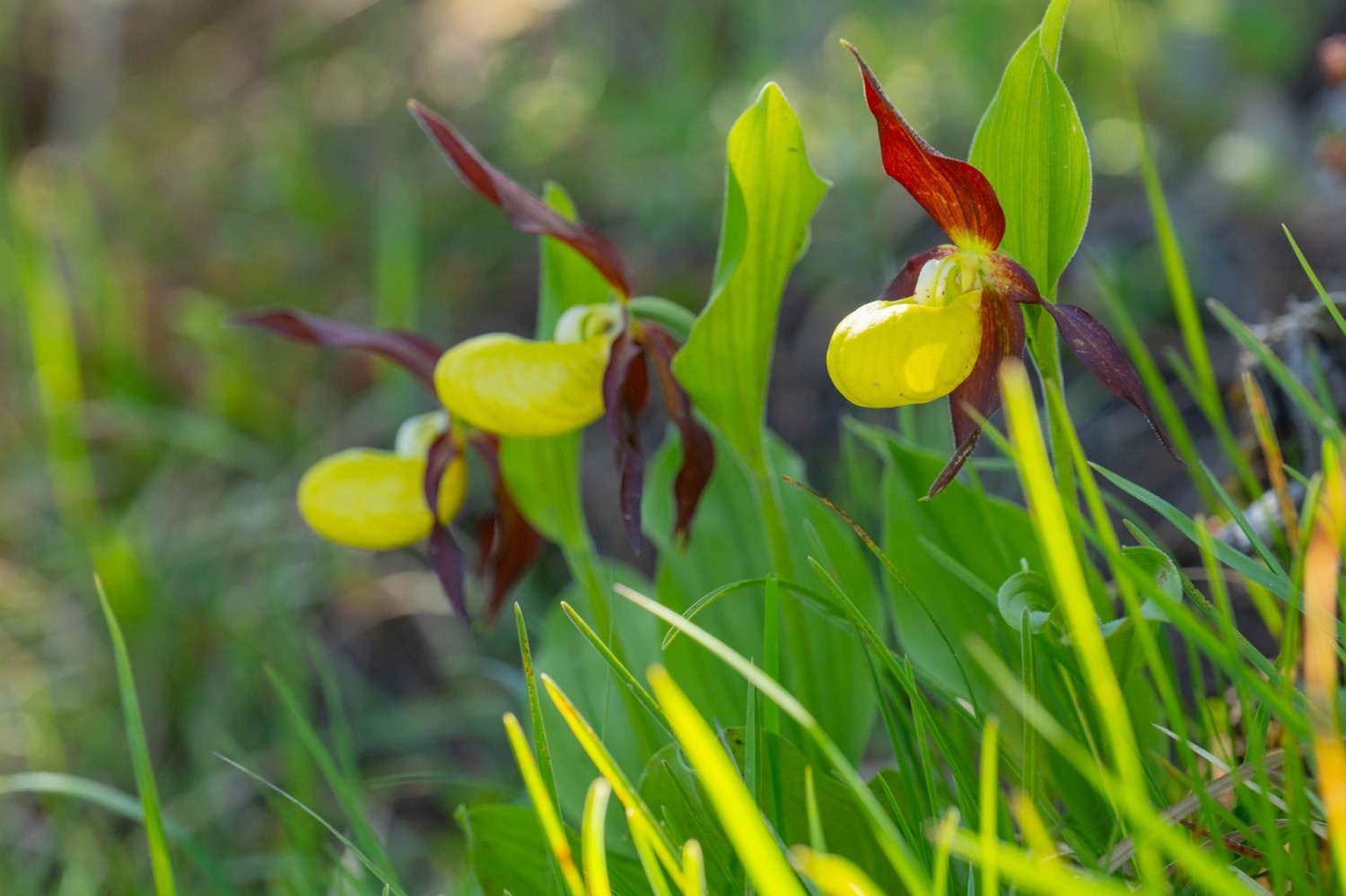 Der Gelbe Frauenschuh sollte aus respektvoller Distanz betrachtet werden.